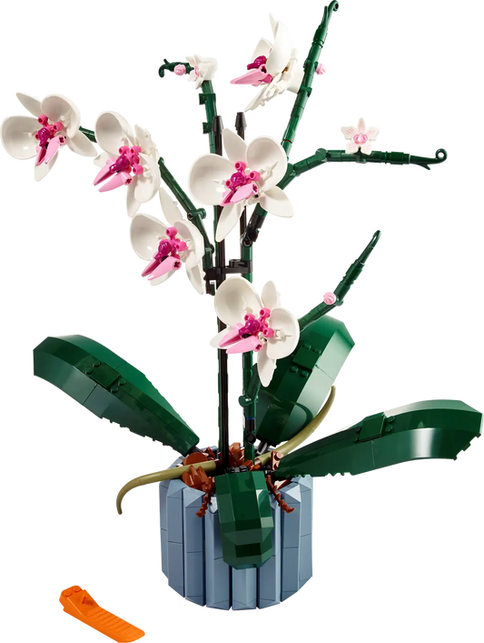 L’orchidée